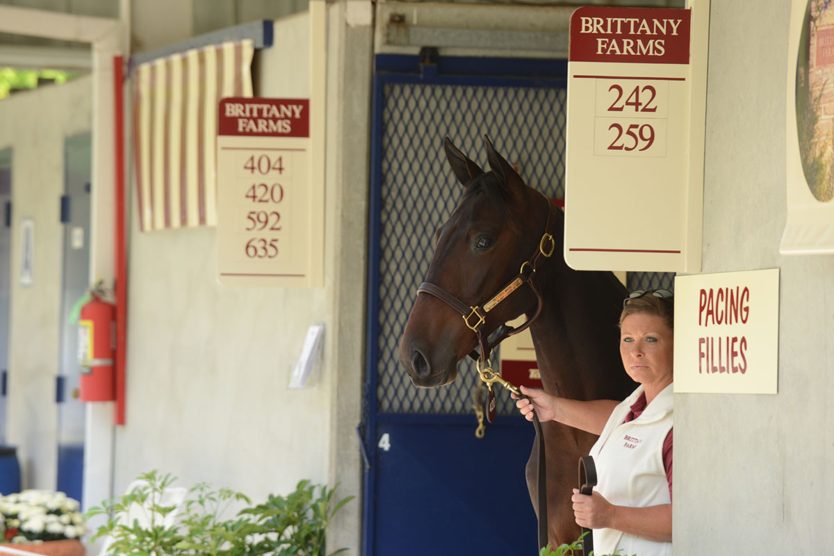 Brittany shed row at Lexington sale